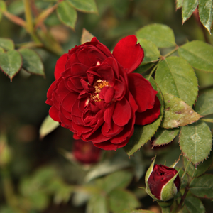 Bordowy - róże miniaturowe